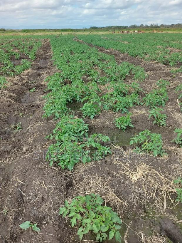 30acres for Sale at Loitoktok Imbrrikani Area