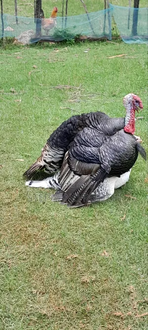 Mature Turkey (Pair)