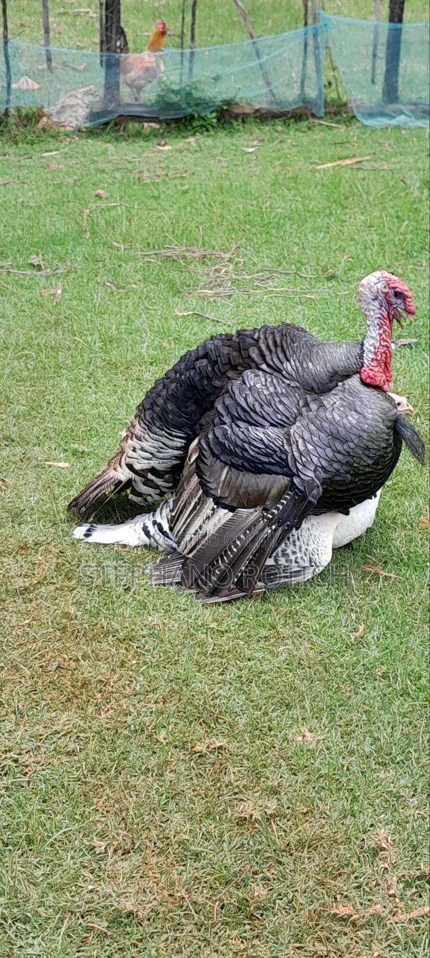 Mature Turkey (Pair)