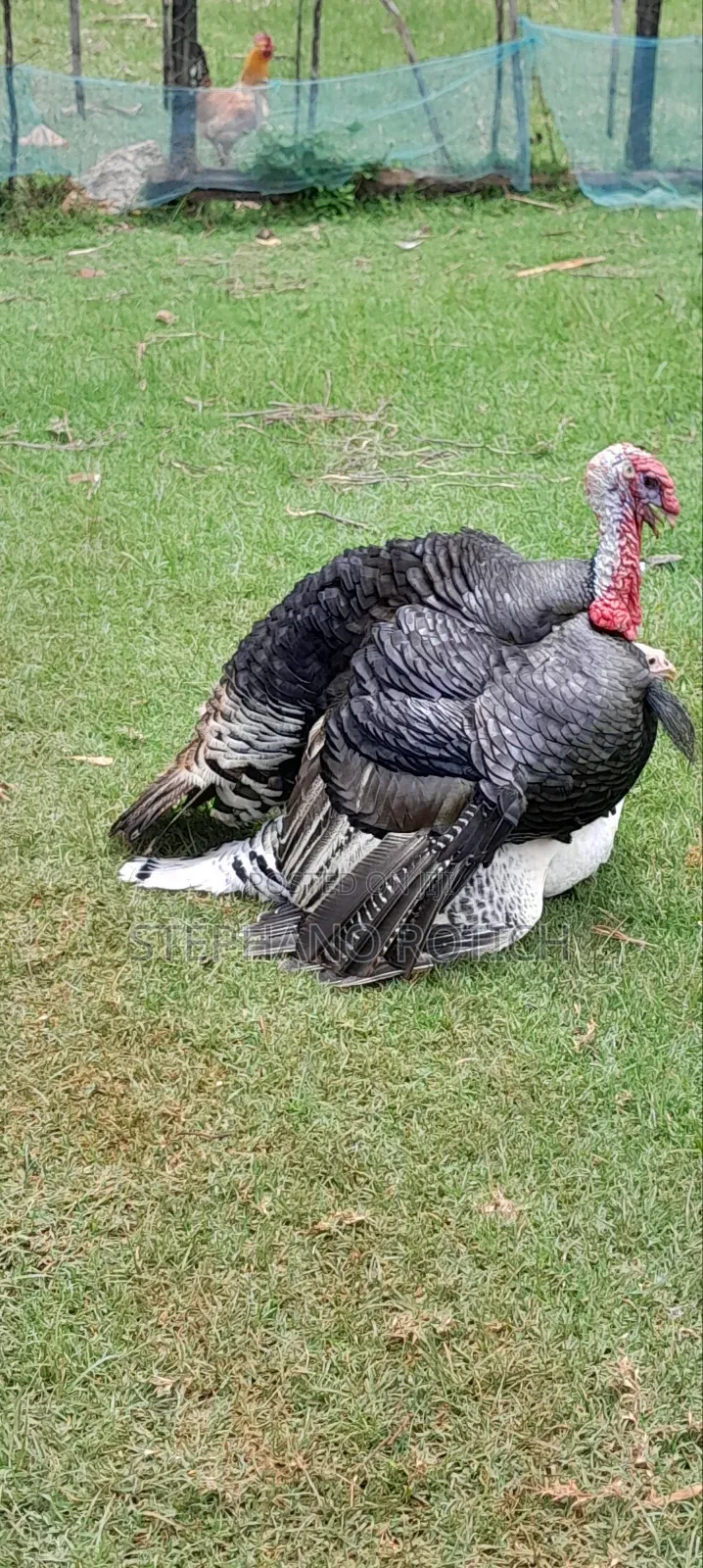 Mature Turkey (Pair)