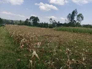 Prime Parcel of Land 100x100 Nyaburu Centre