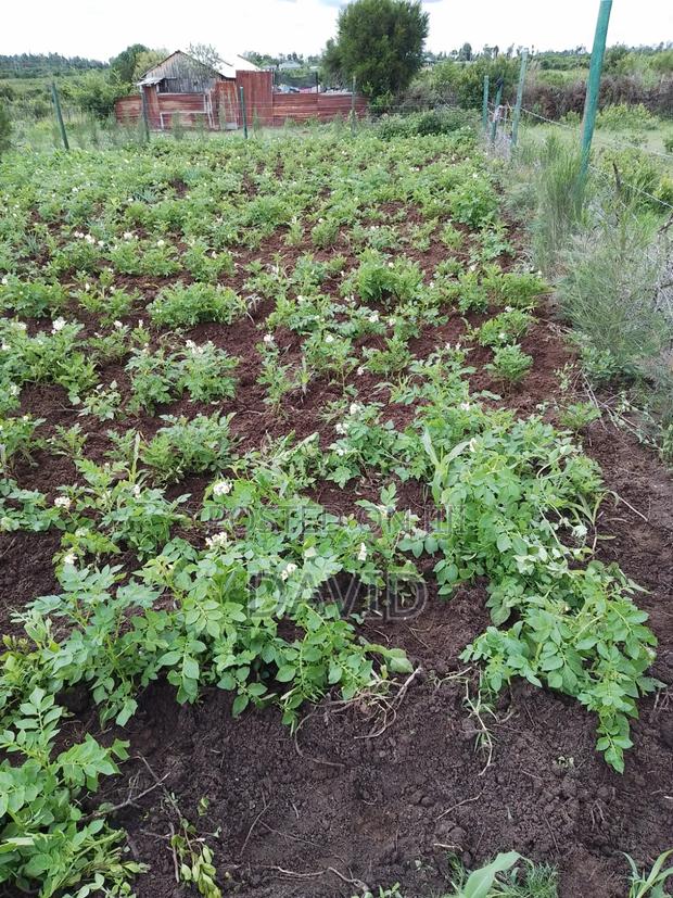 Plot for Sale 50 by 100 in Nanyuki