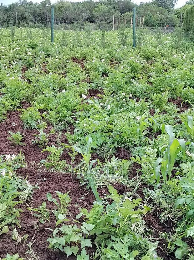 Plot for Sale 50 by 100 in Nanyuki - thumbnail 2