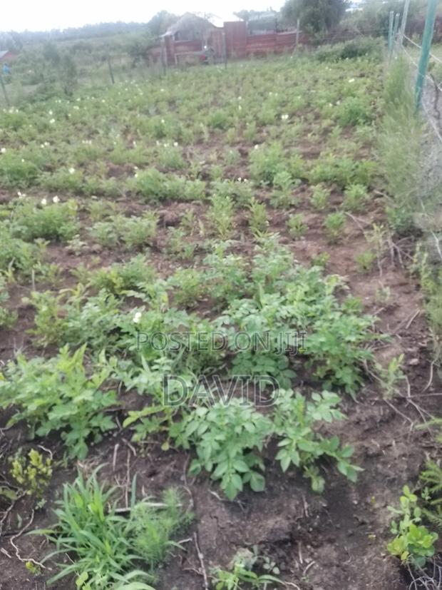 Plot for Sale 50 by 100 in Nanyuki - thumbnail 3