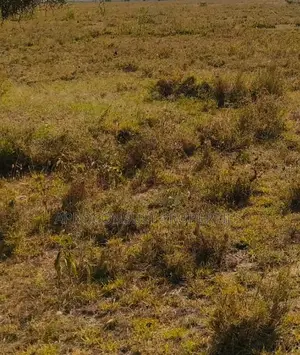 Plot for Leasing 100x50 in Ruiru at Ksh. Per Month