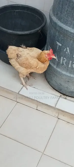Female Kienyeji Chicken