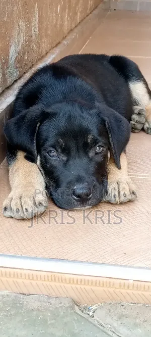1-3 months Female Mixed Breed Boerboel