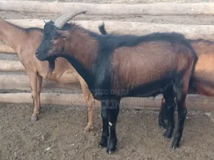 Dairy Goat