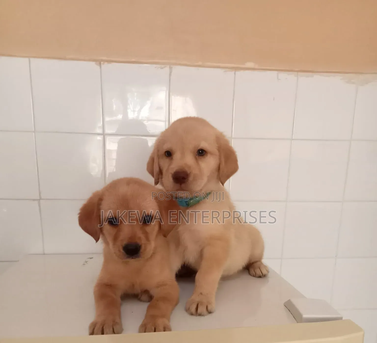 1-3 months Male Purebred Labrador Retriever