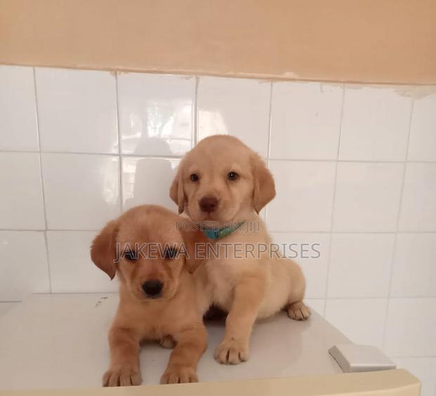 1-3 months Male Purebred Labrador Retriever