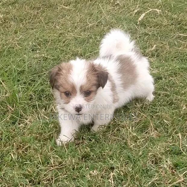 1-3 months Male Purebred Havanese - main view