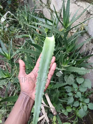 Alovera Plant