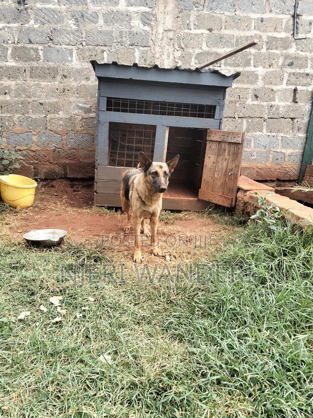 1+ year Male Purebred German Shepherd