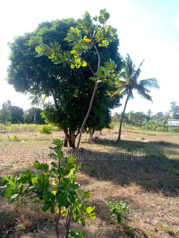 Land at Bodoi Next to Crocodile Farm - main view