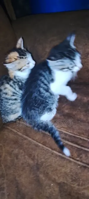 3-6 months Female Purebred Cat