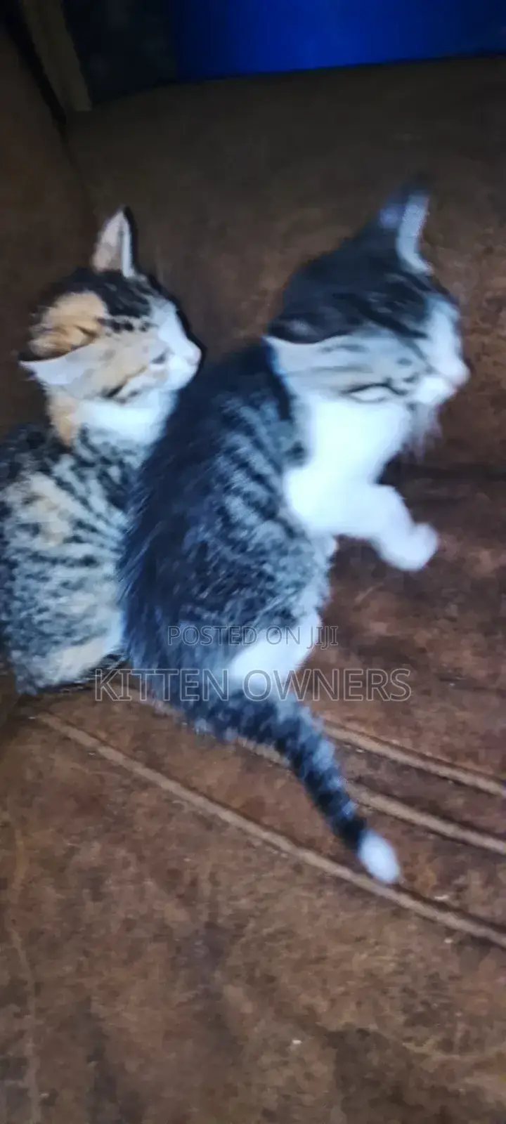3-6 months Female Purebred Cat