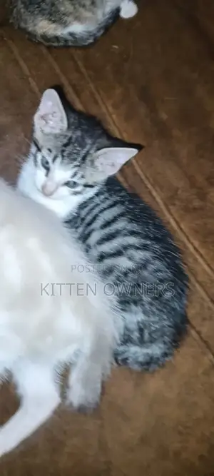 3-6 months Female Purebred Cat