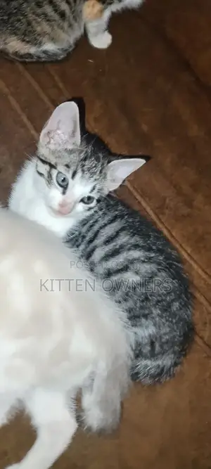 3-6 months Female Purebred Cat