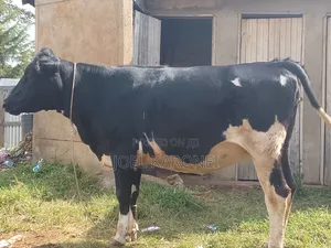 A Healthy Pregnant Friesian Cross Cow