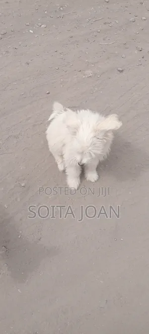 3-6 months Male Purebred Maltese