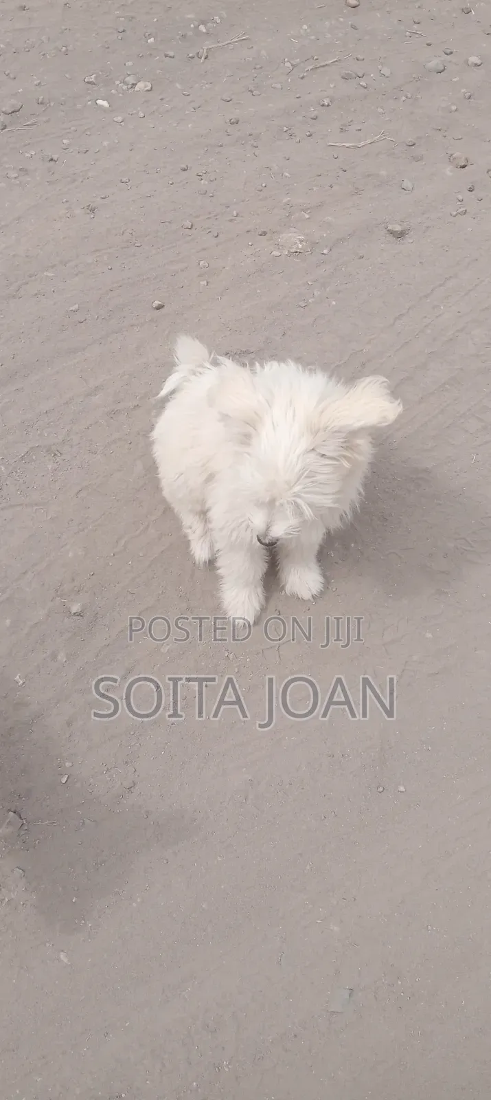 3-6 months Male Purebred Maltese