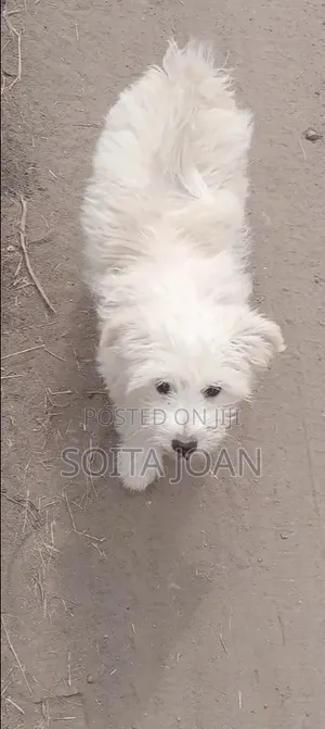 3-6 months Male Purebred Maltese