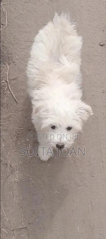 3-6 months Male Purebred Maltese - thumbnail 4