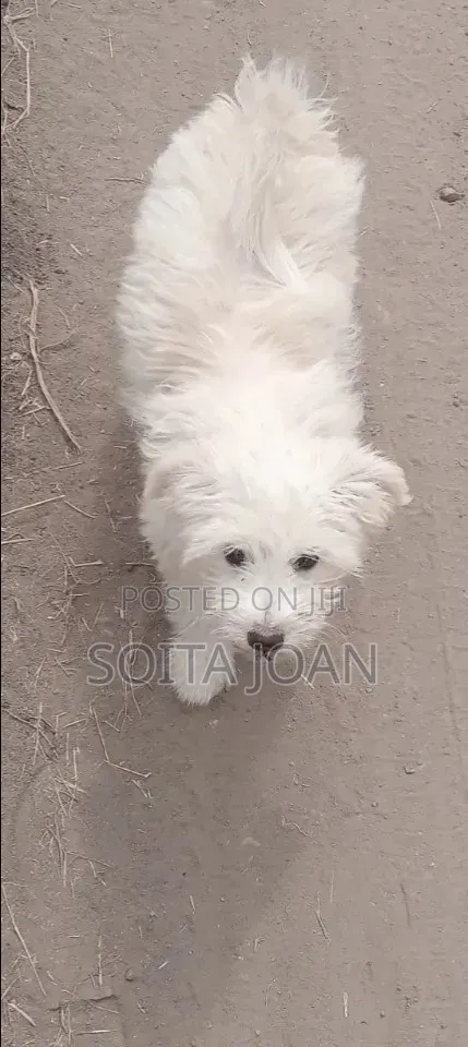 3-6 months Male Purebred Maltese