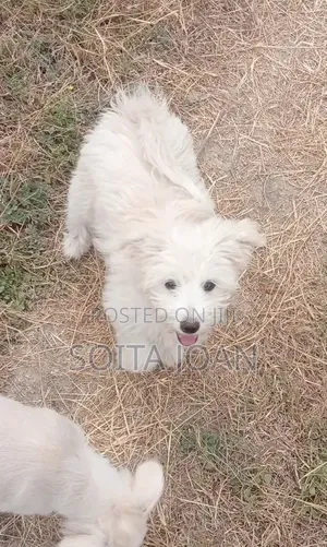 3-6 months Male Purebred Maltese