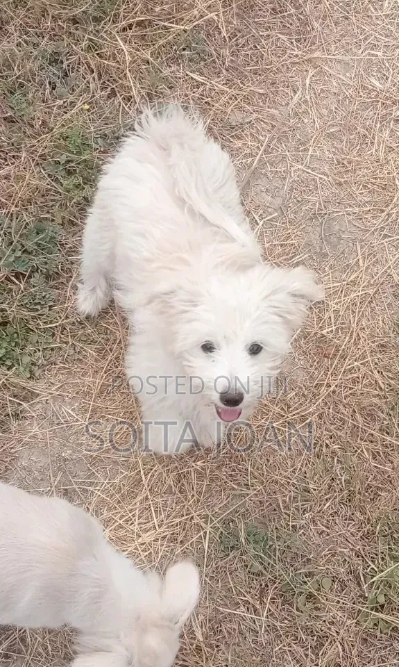 3-6 months Male Purebred Maltese