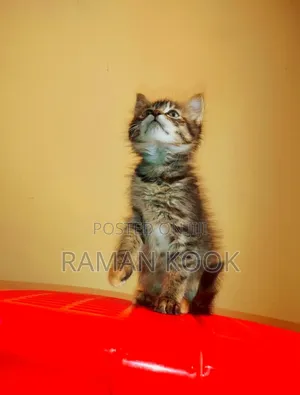 1-3 months Male Mixed Breed Cat