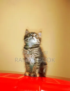1-3 months Male Mixed Breed Cat