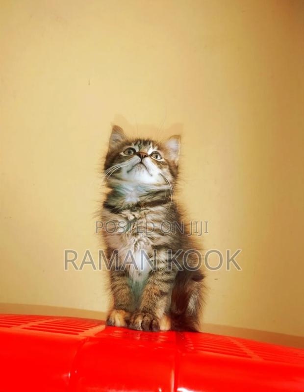 1-3 months Male Mixed Breed Cat - thumbnail 2