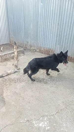 6-12 months Male Purebred German Shepherd