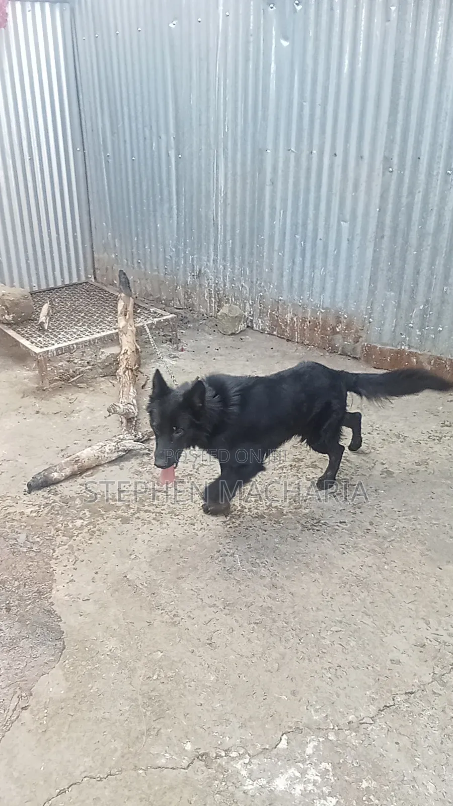 6-12 months Male Purebred German Shepherd