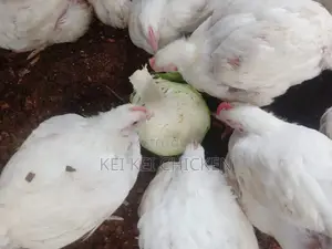 Fresh Farm Chicken – 7th Batch Ready for Order | 1.8kg–2.3kg