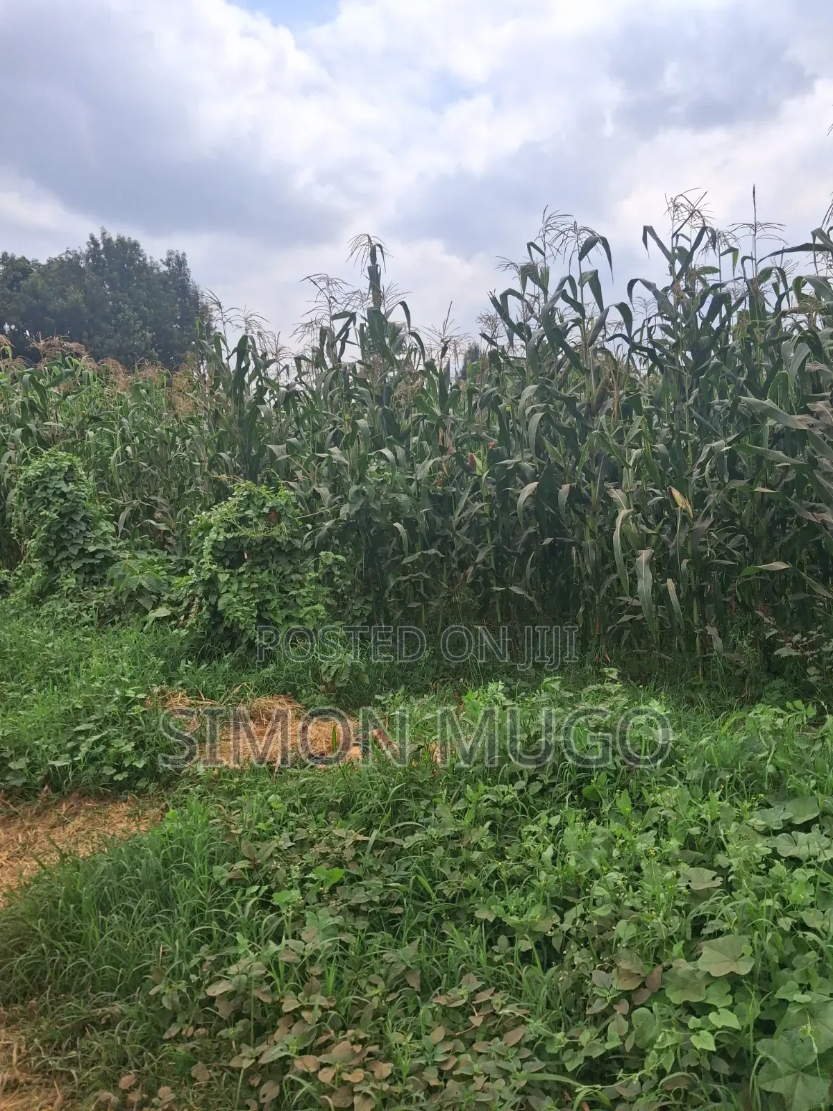 Thindigua Kiambu Rd Prime 2.25ac Ideal for High Rise Apartments