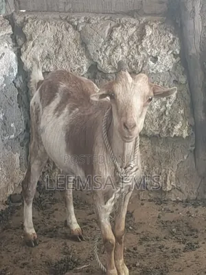 Pregnant Goat For Sale In Malindi