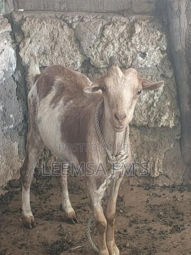 Pregnant Goat For Sale In Malindi