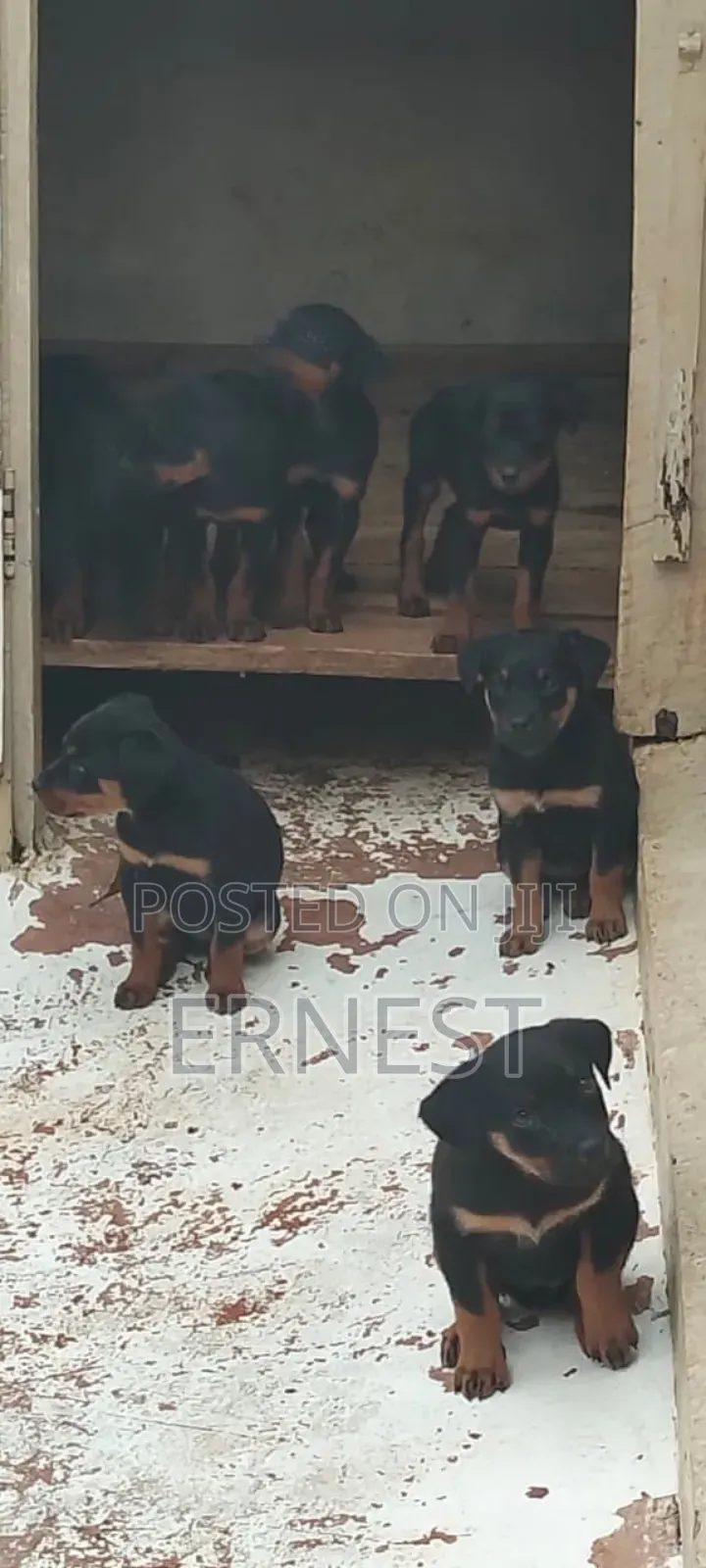 1-3 months Male Purebred Rottweiler