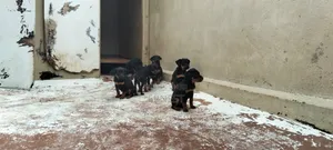 1-3 months Male Purebred Rottweiler