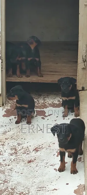 1-3 months Male Purebred Rottweiler