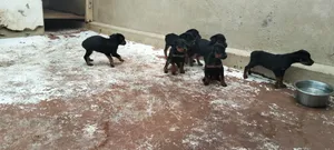 1-3 months Male Purebred Rottweiler