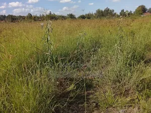 Boma Rhodes Hay Grass for Sale in Karen