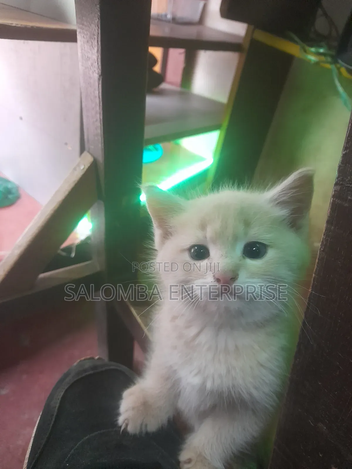 1-3 months Male Purebred Somali