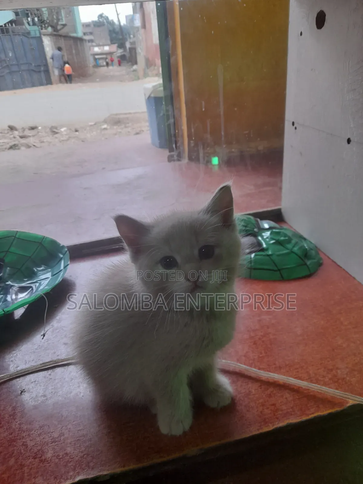 1-3 months Male Purebred Somali