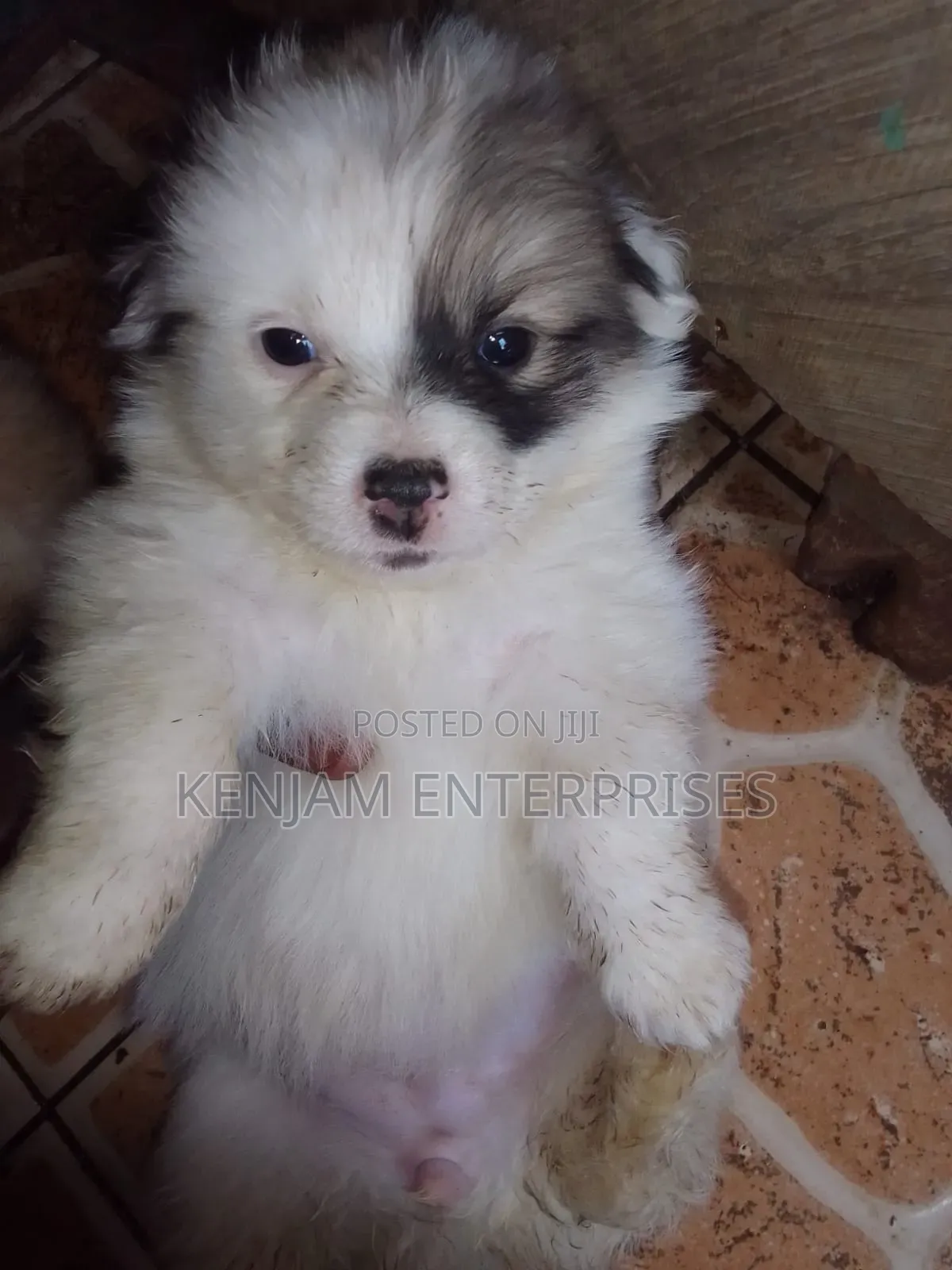 1-3 months Female Purebred Havanese