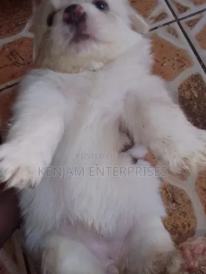 1-3 months Female Purebred Havanese