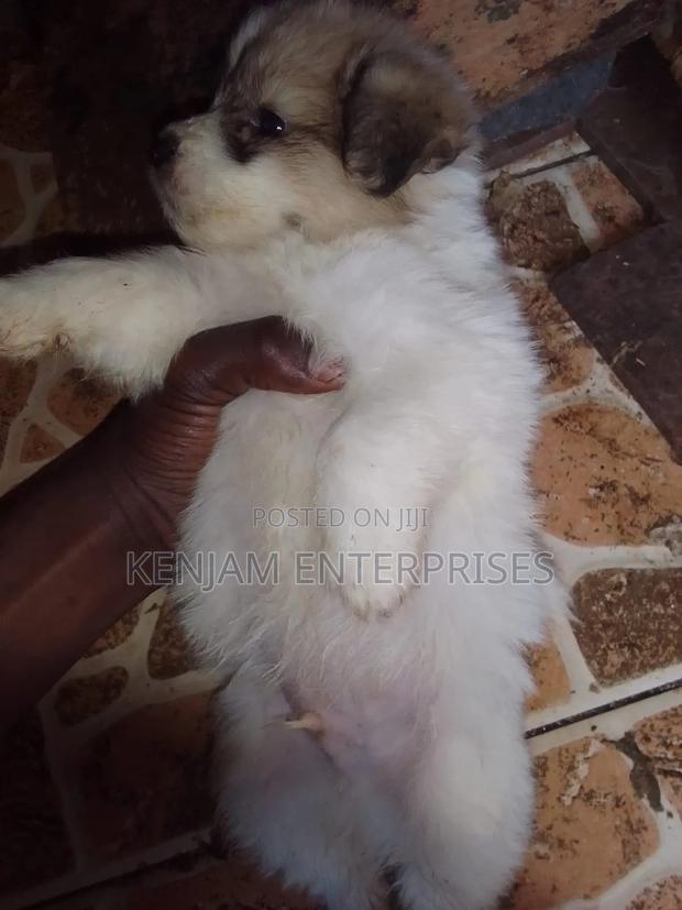 1-3 months Female Purebred Havanese