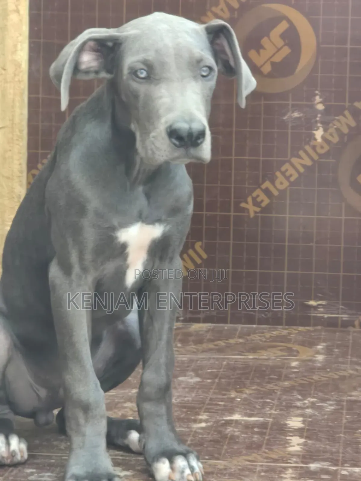 1-3 months Male Purebred Great Dane